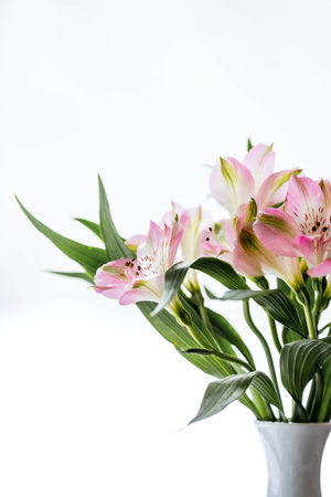 A bouquet of pink alstroemerias with green leaves in a white vase on a white background.の写真素材
