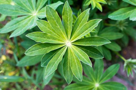 Lupin leaves of the plant close up  View from above の写真素材