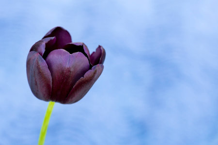 Single dark purple tulip on a homogeneous blue background.