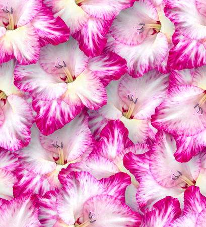 Seamless floral pattern. Chaotic arrangement of buds. Pink-white gladiolus flower. Spring-summer style.の写真素材