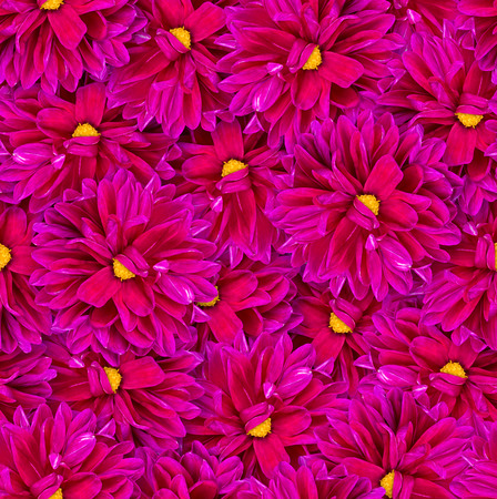 Seamless floral pattern. Chaotic arrangement of flowers. Purple dahlia flower. Bright summer style.の写真素材