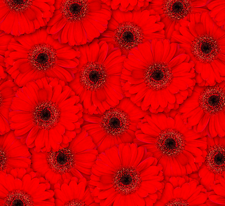 Seamless floral pattern. Chaotic arrangement of flowers. Red gerbera flower. Spring-summer style.の写真素材