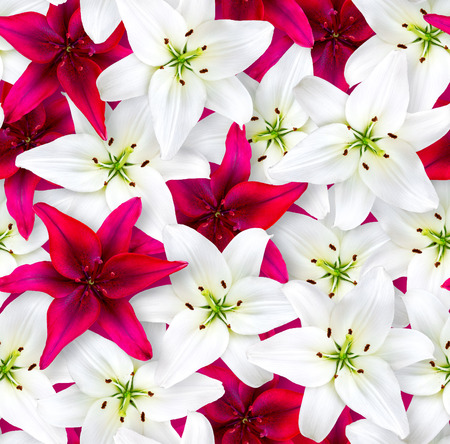 Seamless floral pattern. Chaotic arrangement of flowers. Red and white lily flower on a bright magenta background. Spring-summer style.の写真素材