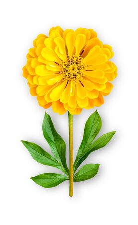 Combined unusual flower of zinnia. Yellow zinnia with peony leaves. Art object. Object on a white background. Minimalism.の写真素材
