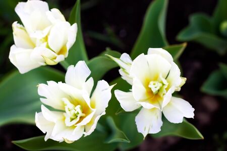 Three unusual varieties of white tulips. A contrasting image of light on dark. Focus on the tulip petals.の写真素材