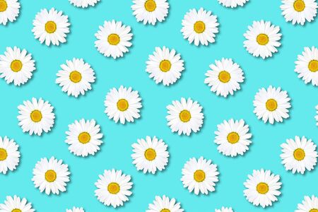 Beautiful blue background with white chamomile. Delicate floral pattern. Daisies are randomly located. Minimalistic natural background.の写真素材