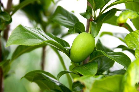 Branch with not ripened plum. Sunny day. Focus on the green plum. Fruit close-up.の写真素材