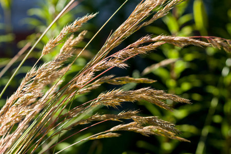 Garden and park plant reed grass close-up. Focus on individual stems. High contrast image. Floral...