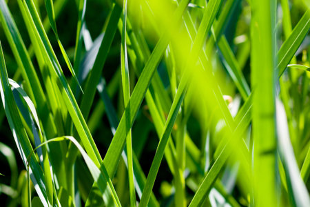 The photo shows the dense foliage of garlic. Small depth of field. Deep shadows. Bright sunny day.