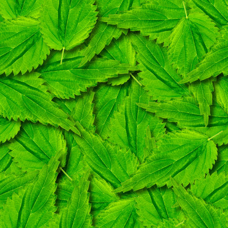 Nettle leaves seamless pattern. Natural background of overlapping leaves. Leaves are randomly...