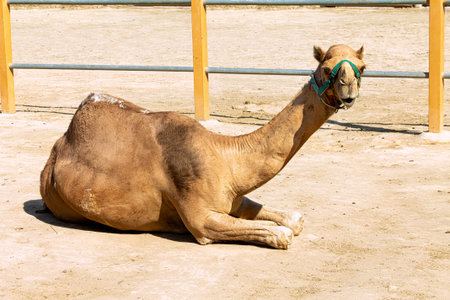 A domestic one-humped camel resting on the ground at the farm. The dromedary has a green harness on...