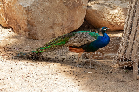 Graceful peacock walks among the stones. The male with a folded tail.の写真素材