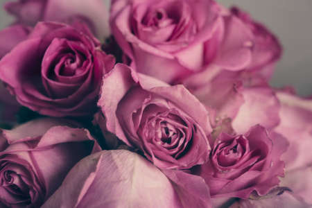 Pink Roseの写真素材
