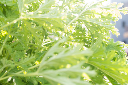 Green eco image