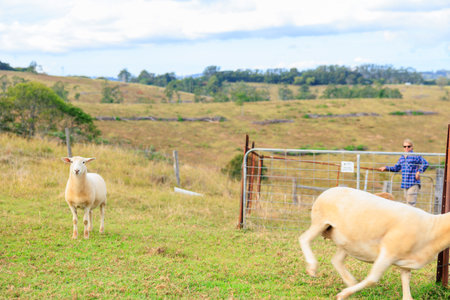 Sheep in a paddock at a farm in Queensland, Australiaの写真素材