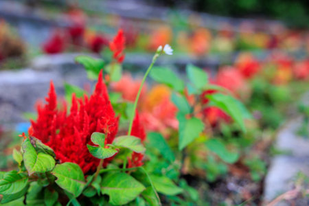 Red Celosia argentea flower in garden, stock photoの写真素材