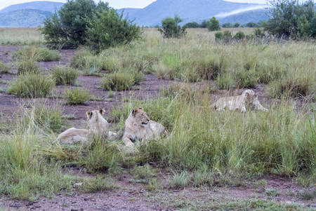 Lioness Taken in Pilanesberg national park in South Africaの写真素材