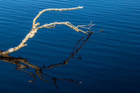 A white branch from a birch tree is reflected in the lake on a spring day. great white and blue colorsの写真素材