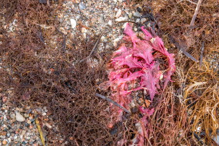 Seaweed on the beach. pink and white seaweed