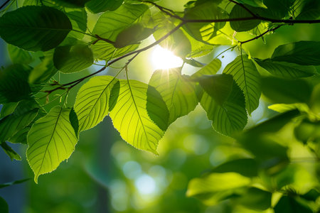 green leaves background in sunny day with sunbeams and lens flareの素材