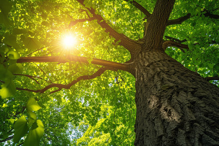 Sunlight shining through the branches of a tree in the green forestの素材