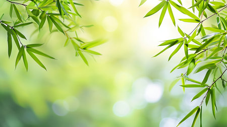 Bamboo leaves on blurred greenery background with bokeh.の素材