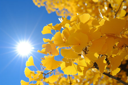 Ginkgo biloba leaves in autumn with sun and blue skyの素材