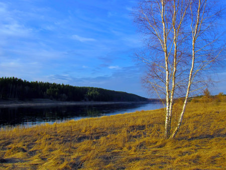 Birch in the windの写真素材