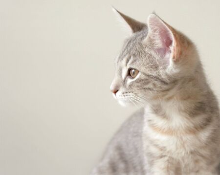 Gray cat on gray backgroundの写真素材