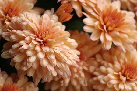 Peach-colored chrysanthemums from the autumn harvestの写真素材