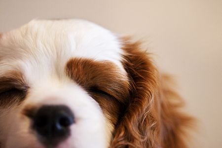 Sleepy puppy with brown spot on eyeの写真素材