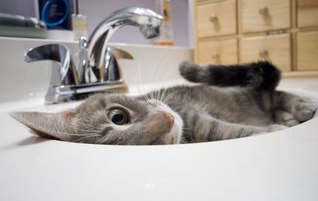 A gray tiger kitty peaking out from the bathroom sinkの写真素材