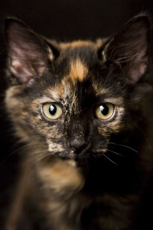 An adorable cat that is just asking to be taken home