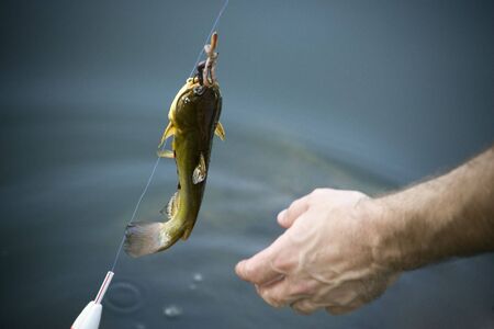 Hand reaching for a caught fishの写真素材