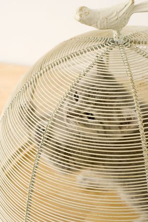 Kitten trying to escape birdcageの写真素材