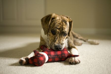 Mountain Feist and Beagle mix puppy playing with a stuffed dogの写真素材