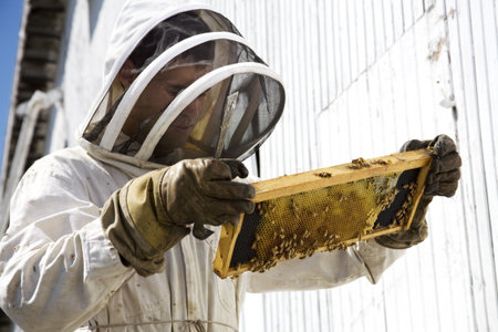 Beekeeper looking at hive frame