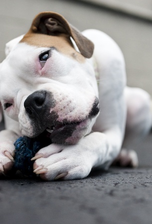 boxer dog chewing on blue toyの写真素材