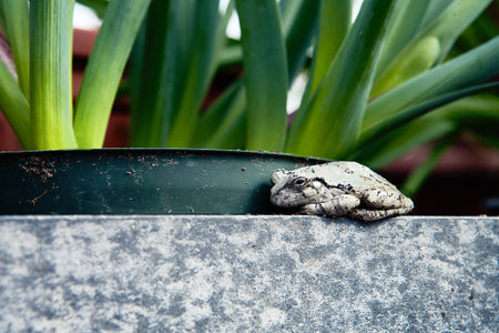 black and pale toad sitting on the edge staring into the cameraの写真素材