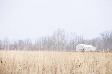 White wooden barn in the distance with brown overgrown grass in the foreground with leafless trees in the back.の写真素材