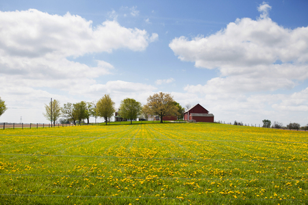 Yellow flowers in a field with a row of trees and red barnの写真素材