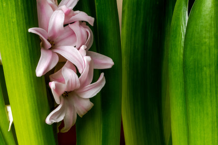 pink hyacinth (Hyacinthus), blooming magnificent inflorescence, delicate intimate bell-shaped flowers between green leaves, ornamental spring plant on a light background, macro, background, green wallpaperの写真素材