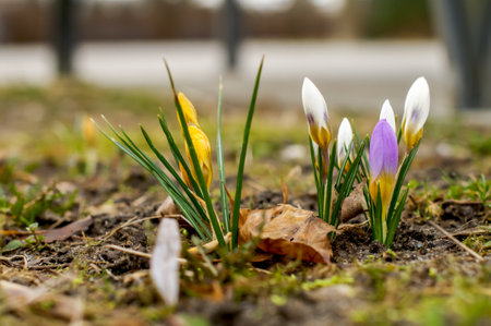 Spring saffron, crocus (Crocus vernus (L.), flowers in natural habitat, blooming at close range, elegant, intimate, romantic, delicate, spring backgroundの写真素材