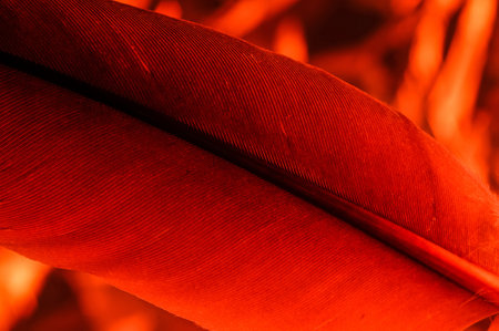 natural bird feather, feather texture and structure close up, illuminated with red light, intense color and hue, top view, background, wallpaper in shades of red color, macroの写真素材