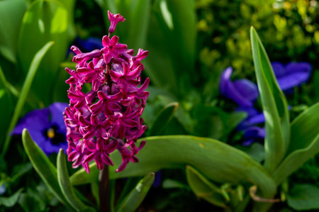 purple hyacinth (Hyacinthus), blooming inflorescence in natural habitat, delicate flowers between green leaves, ornamental spring plant, close-up, elegant, intimate, romanticの写真素材