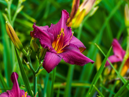 burgundy and multicolored lilies in a natural environment, in full bloom, elegant, romantic, delicate flowers, colorful blurred background, emphasized shapes of flowersの写真素材