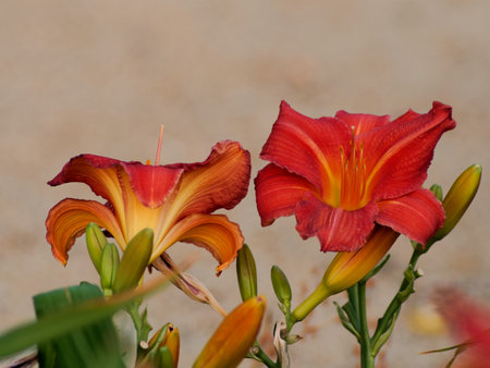 red lily in natural habitat, in full bloom at close range, elegant, intimate, romantic, delicate flowers in golden hourの写真素材