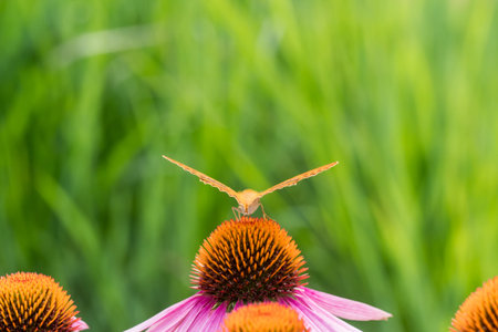 Argynnis paphia â€“ a species of butterfly from the family Nymphalidae, with spread wings,...