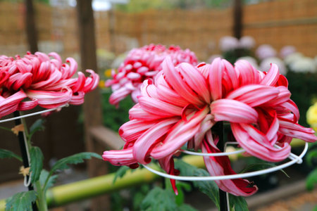 Chrysanthemum flower in Japanese templeの写真素材