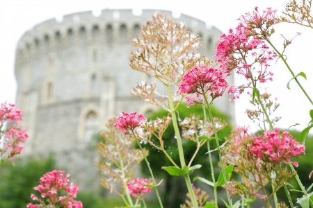 Winsor Palace s flower gardenのeditorial素材